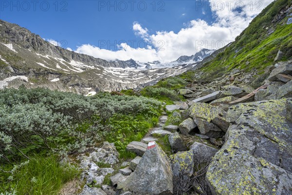 Hiking trail in a picturesque mountain landscape, rocky mountain peaks with snow, Waxeggkees glacier behind, Berliner Hoehenweg, Zillertal Alps, Tyrol, Austria, Europe