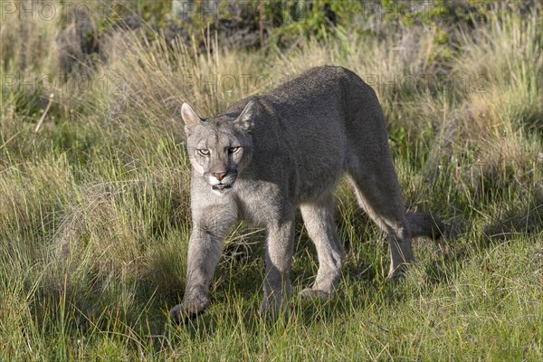 Cougar (Cougar concolor), silver lion, mountain lion, cougar, panther, small cat, Torres del Paine National Park, Patagonia, end of the world, Chile, South America