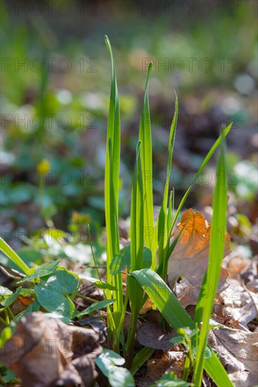 Snake leek or rocambole (Allium scorodoprasum), young stalks sprouting from the forest floor, spring in the hardwood riparian forest on the Elbe near Hitzacker, Elbe Valley Biosphere Reserve, Lower Saxony, Germany, Europe