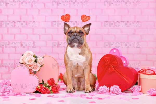 French Bulldog dog with Valentine's Day heart headbands surrounded by pink and red seasonal decoration like gift boxes and rose flowers