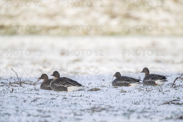 Bean Geese (Anser fabalis), Emsland, Lower Saxony, Germany, Europe