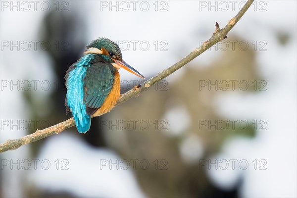 Common kingfisher (Alcedo atthis), female, sitting on a branch, winter, Hesse, Germany, Europe