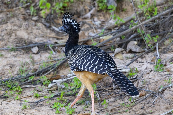 Bare-faced shokko (Crax fasciolata) Pantanal Brazil