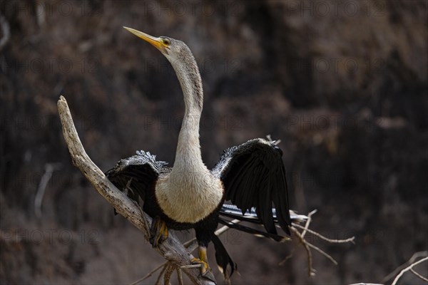 American darter (Anhinga anhinga) Pantanal Brazil