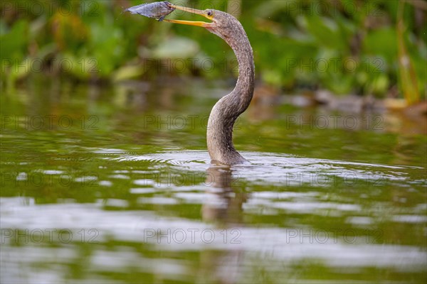 American darter (Anhinga anhinga) Pantanal Brazil