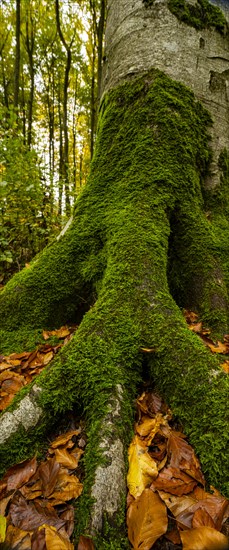 Beeches (Fagus) with autumn leaves and deciduous forest in the background, Mindelheim, Swabia, Bavaria, Germany, Europe