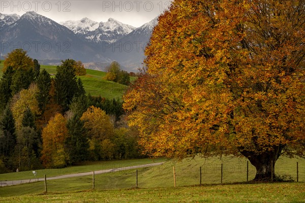 Old beech (Fagus) with autumn leaves on a green meadow with soft morning light and Allgaeu mountains in the background, Hopfen am See, Ostallgaeu, Swabia, Bavaria, Germany, Europe