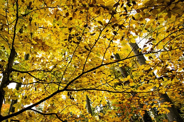 Autumnal beeches (Fagus) in detail, Mindelheim, Swabia, Bavaria, Germany, Europe