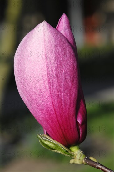 Magnolias (Magnolia), blossom, Baden-Wuerttemberg, Germany, Europe