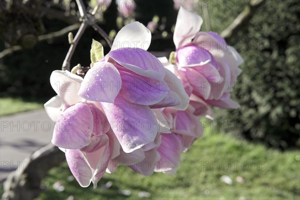 Magnolias (Magnolia), blossom, Baden-Wuerttemberg, Germany, Europe