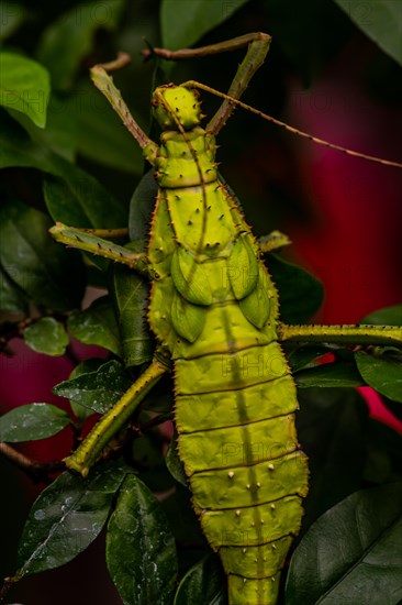 Closeup of large leaf insect crawling up branch of tree