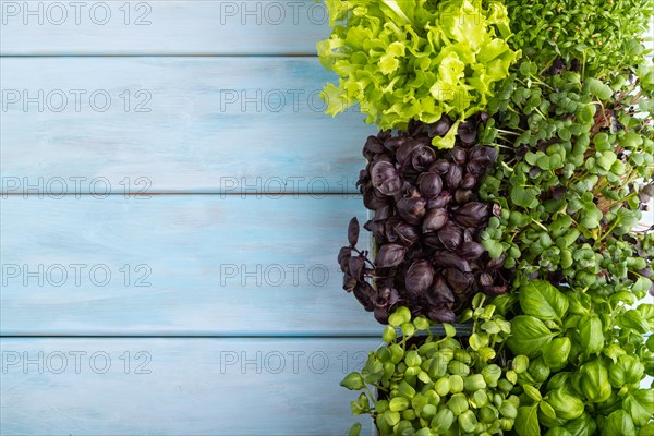 Set of boxes with microgreen sprouts of purple and green basil, sunflower, radish, sorrel, pea, lettuce on blue wooden background. Top view, flat lay, copy space