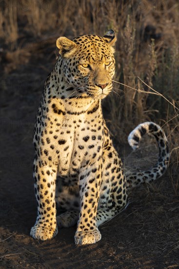 Leopard (Panthera pardus), Khomas region, Namibia, Africa