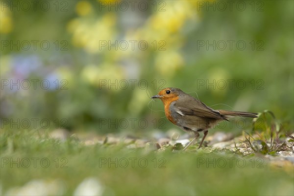 European robin (Erithacus rubecula) adult bird collecting nesting material in a garden in the spring, Suffolk, England, United Kingdom, Europe