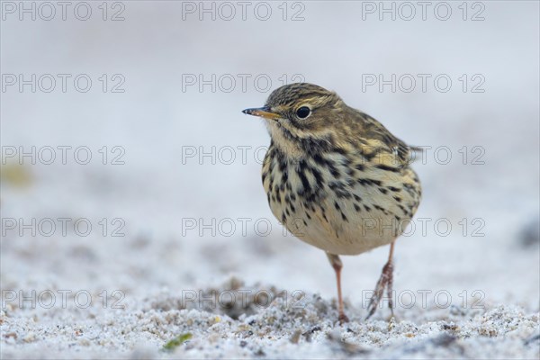 Meadow Pipit, Heligoland