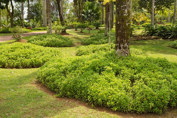 Palm collection in city park in Kuching, Malaysia, tropical garden with large trees and lawns, gardening, landscape design. Daytime with cloudy blue sky, Asia