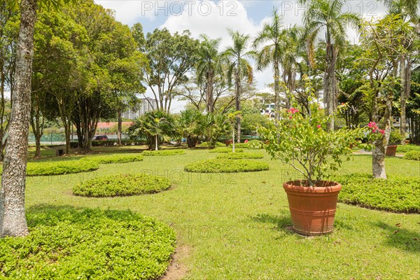 Palm collection in city park in Kuching, Malaysia, tropical garden with large trees and lawns, gardening, landscape design. Daytime with cloudy blue sky, Asia