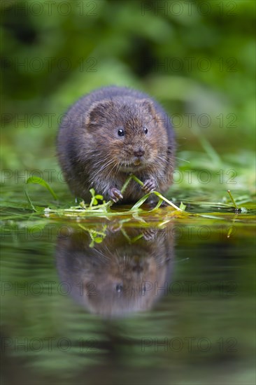 Water vole (Arvicola amphibius) adult animal feeding on floating pond plants, Kent, England, United Kingdom, Europe