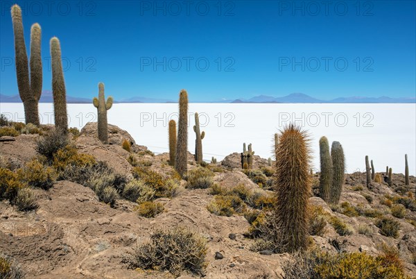 Salar de Uyuni Isla Incahuasi