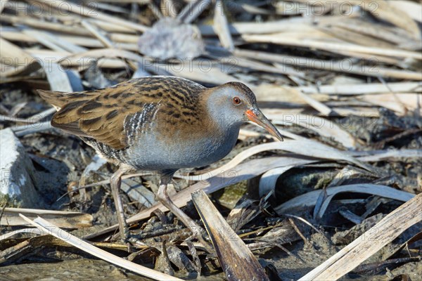 Water rail