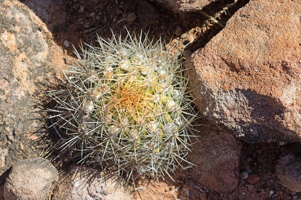 Weingartia neocumingii