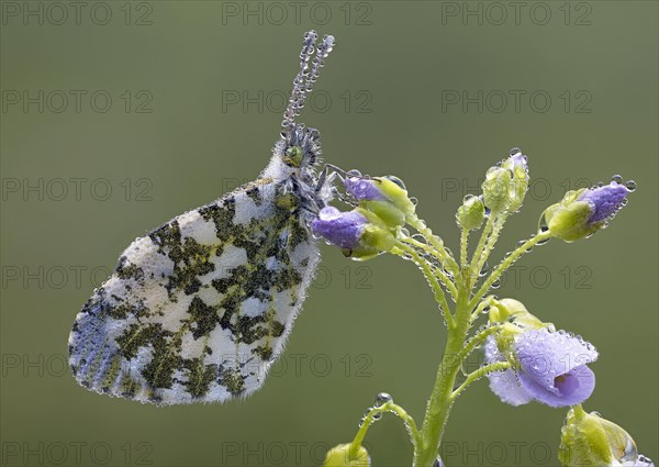 Aurora butterfly on meadowfoam