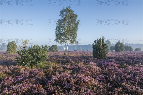 Heath landscape, flowering common heather (Calluna vulgaris), birch (Betula), common juniper (Juniperus communis), blue sky, Lueneburg Heath, Lower Saxony, Germany, Europe