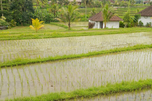 Rice terraces, Campuhan ridge walk, Bali, Indonesia, track on the hill with grass, large trees, jungle and rice fields. Travel, tropical, Ubud, Asia