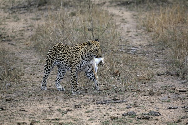 Leopard (Panthera pardus), adult, carrying prey, running, Sabi Sand Game Reserve, Kruger NP, Kruger National Park, South Africa, Africa