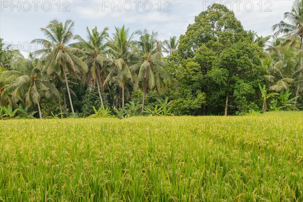 Rice fields in countryside, Ubud, Bali, Indonesia, green grass, large trees, jungle and cloudy sky. Travel, tropical, agriculture, Asia