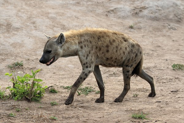 Spotted hyena (Crocuta crocuta), adult, running, Kruger National Park, Kruger National Park, South Africa, Africa