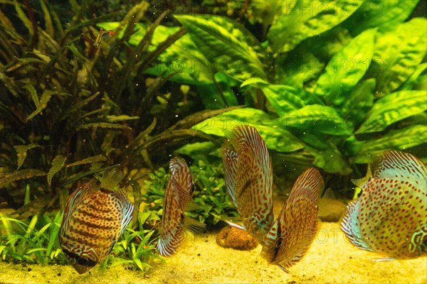 Colorful Discus fish floating in the aquarium with decorative water plants background