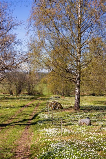 Path in a meadow landscape with flowering Wood anemone (Anemone nemorosa) and budding birch trees at springtime, Sweden, Europe