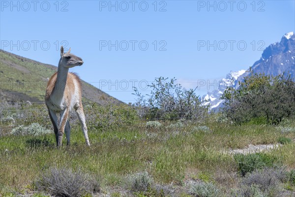 Guanaco (Llama guanicoe), Huanako, Torres del Paine National Park, Patagonia, End of the World, Chile, South America