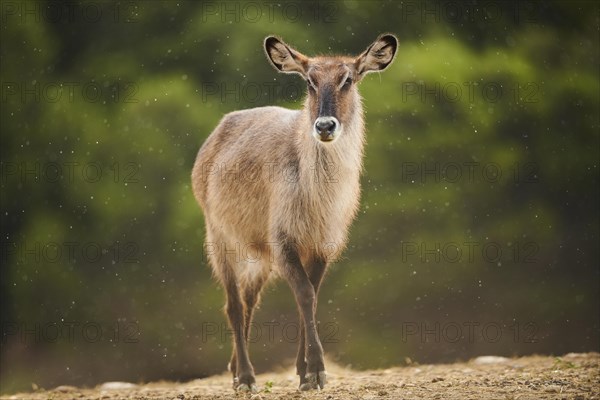 Waterbuck (Kobus defassa) in the dessert, captive, distribution Africa