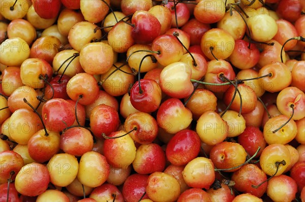 Cherries, fruit sale Farmers Market, Crocker Galleria, Financial District, San Francisco, California, United States of America, USA, North America