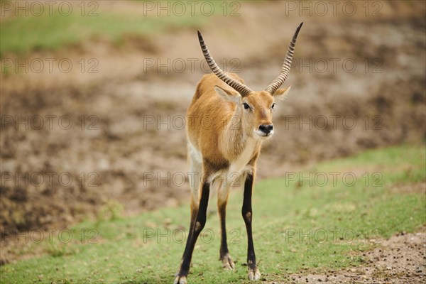 Southern lechwe (Kobus leche) bucks arguiung in the dessert, captive, distribution Africa