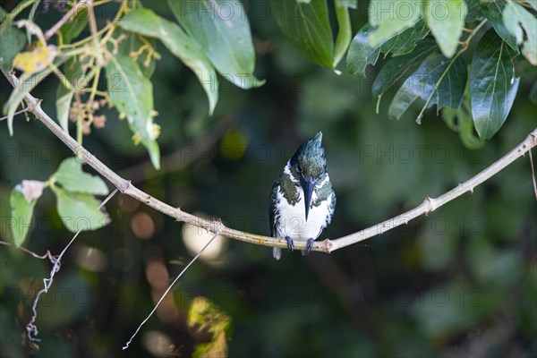 Amazon kingfisher (Chloroceryle amazona) Pantanal Brazil