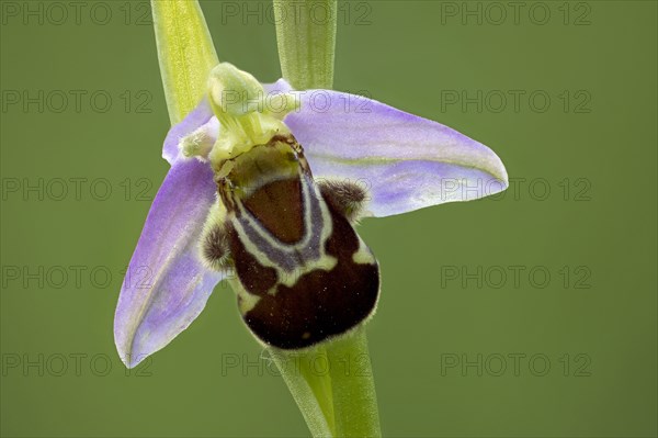 Bee orchid