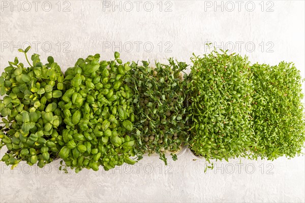 Set of boxes with microgreen sprouts of green basil, pea, cilantro, sunflower, watercress on gray concrete background. Top view, flat lay, copy space