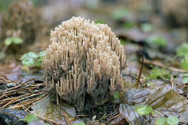 Coral mushroom