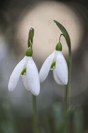 Snowdrop (Galanthus nivalis), Emsland, Lower Saxony, Germany, Europe