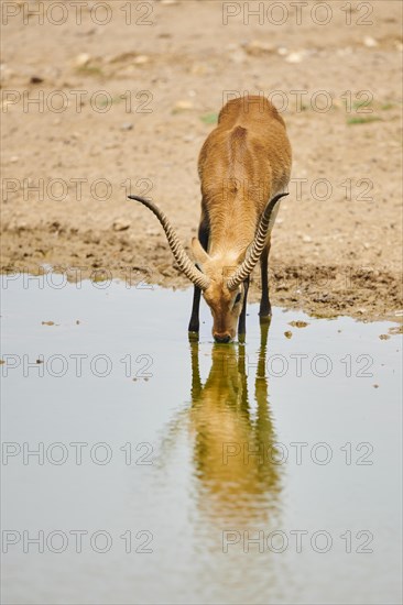 Southern lechwe (Kobus leche) in a waterhole in the dessert, captive, distribution Africa