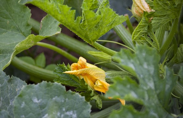 Zucchini (Cucurbita pepo subsp. pepo convar. giromontiina), fruit and flower, Palatinate, Rhineland-Palatinate, Germany, Europe