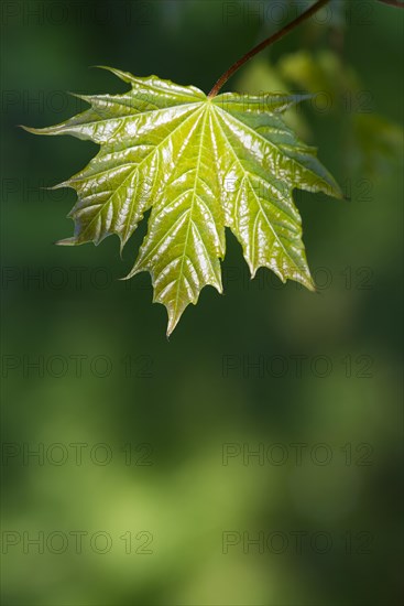 Norway maple (Acer platanoides) or Norway maple, young, freshly unfolded, shiny leaf in May, spring, spring, close-up, macro shot with blurred background, Lower Saxony, Germany, Europe