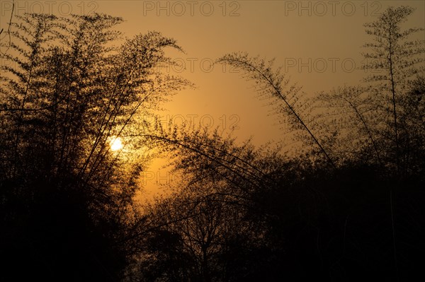 Bamboo, silhouette, evening light, Andhra Pradesh, India, Asia