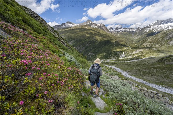 Mountaineers on a hiking trail with blooming alpine roses in front of a picturesque mountain landscape, rocky mountain peaks with snow, valley Zemmgrund with Zemmbach, mountain panorama with summit Zsigmondyspitze and Grosser Moerchner, Berliner Hoehenweg, Zillertal Alps, Tyrol, Austria, Europe