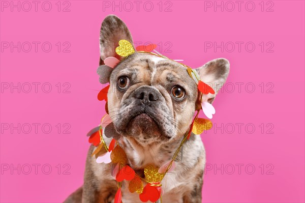 Cute merle French Bulldog dog wearing Valentine's Day garland with hearts on pink background