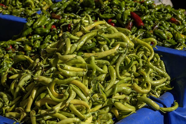 Green chillies on a market stall, Oezdere, Izmir province, Aegean region, Turkey, Asia
