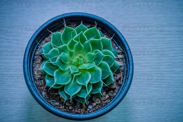 Small green cactus belonging to the family of Crassulaceae in a flower pot photographed through blue filter
